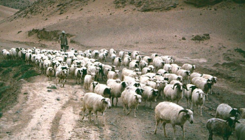 宁夏,生态绿洲里的文化瑰宝之地